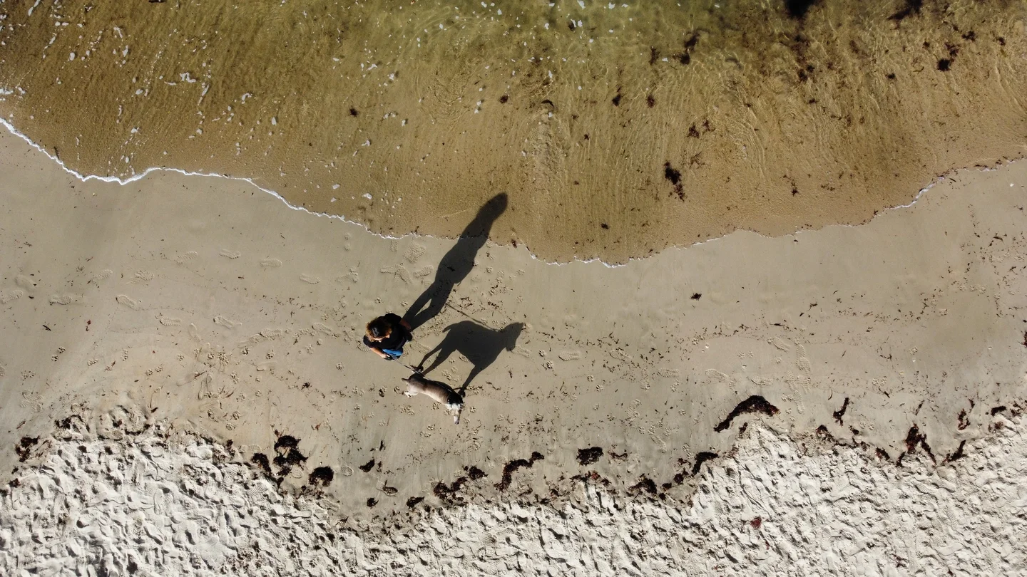 Dog walking on the beach