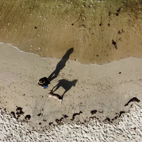 Dog walking on the beach