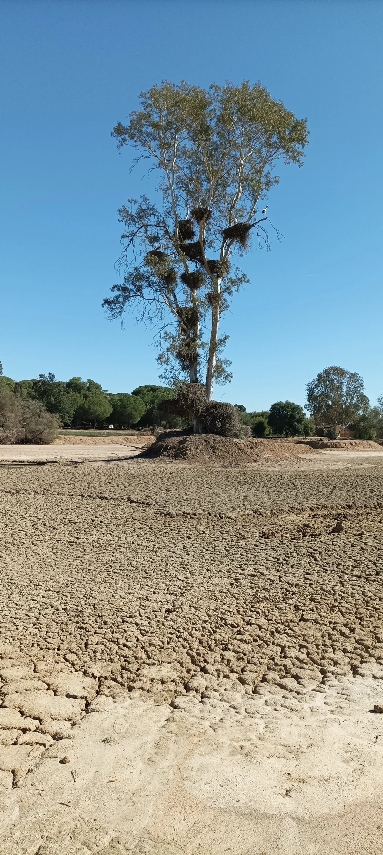 No water, no fish. No fish, no birds.