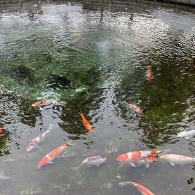 Fish swimming in a clear lake -  from Crypto.ru