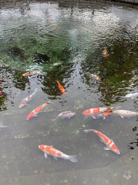 Fish swimming in a clear lake - from Crypto.ru