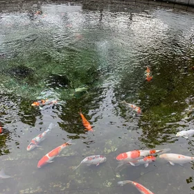 Fish swimming in a clear lake -  from Crypto.ru