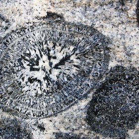 Australian orbicular granite