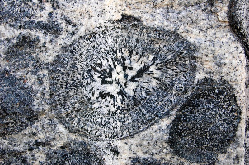 Australian orbicular granite