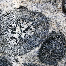 Australian orbicular granite