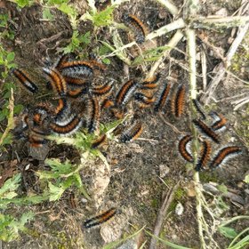 Hairy worm party in the meadow