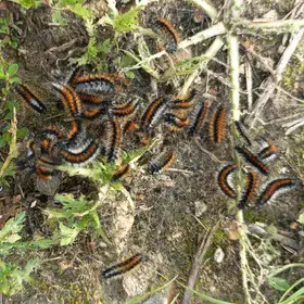 Hairy worm party in the meadow