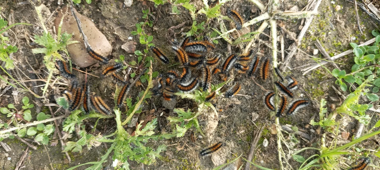 Hairy worm party in the meadow