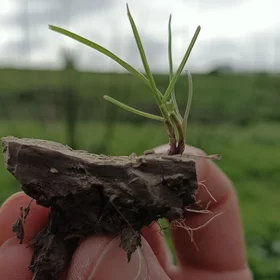 Little herb on platy structure
