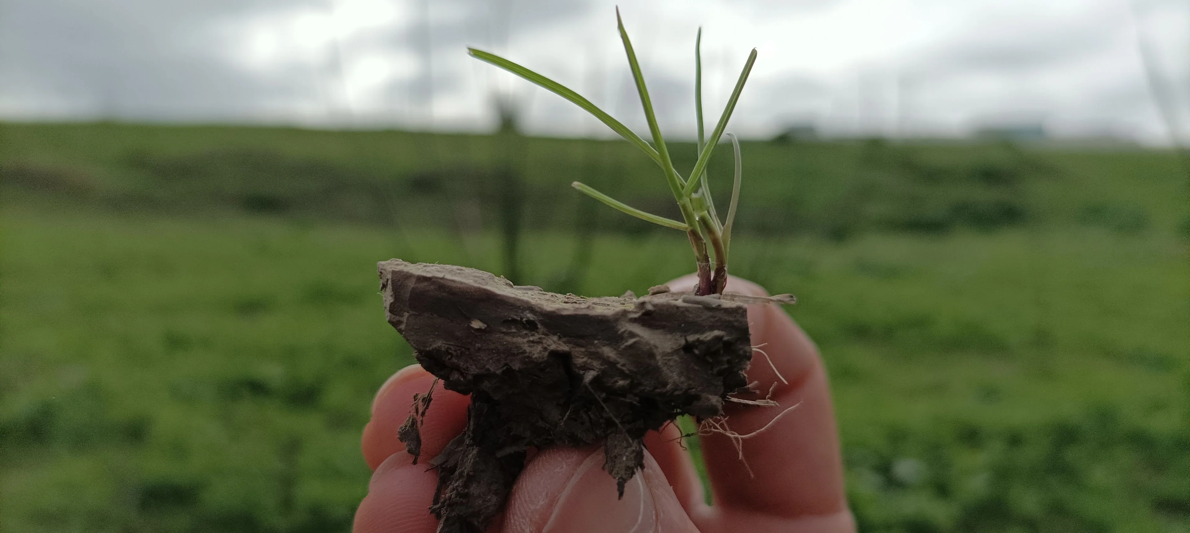 Little herb on platy structure