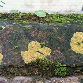 Lichens on the gate of an old school