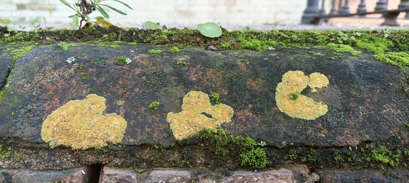 Lichens on the gate of an old school