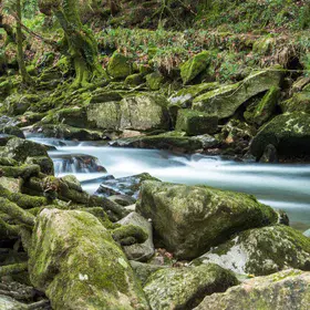 The Sound of the Forest's Evolution