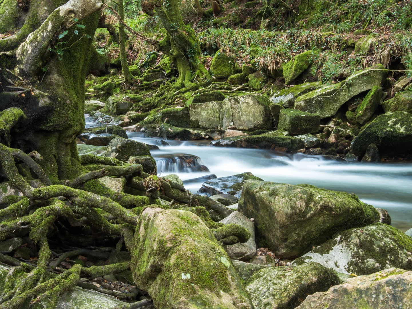 The Sound of the Forest's Evolution