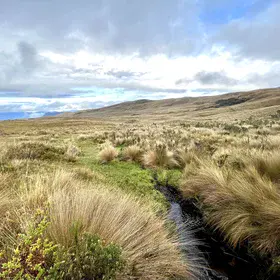 Calm and silence of Páramo andean.