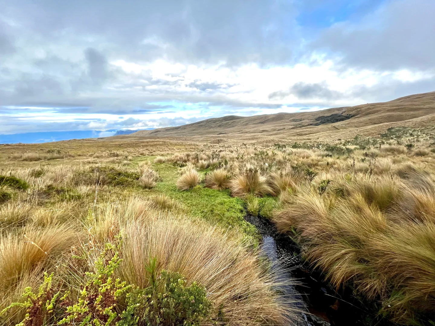 Calm and silence of Páramo andean.