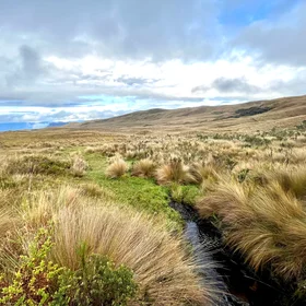 Calm and silence of Páramo andean.