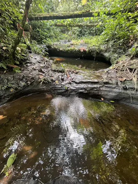 Chocó-rainforest water movement.