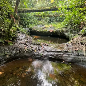 Chocó-rainforest water movement.