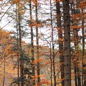 ° Arcane Forest, Captured in Autumn  °