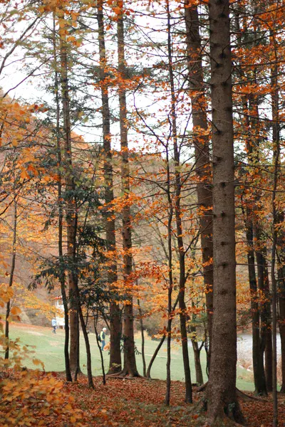 ° Arcane Forest, Captured in Autumn  °