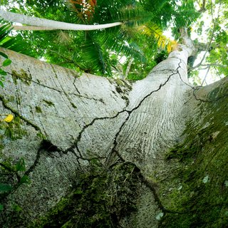 The Mother Tree of the Amazon