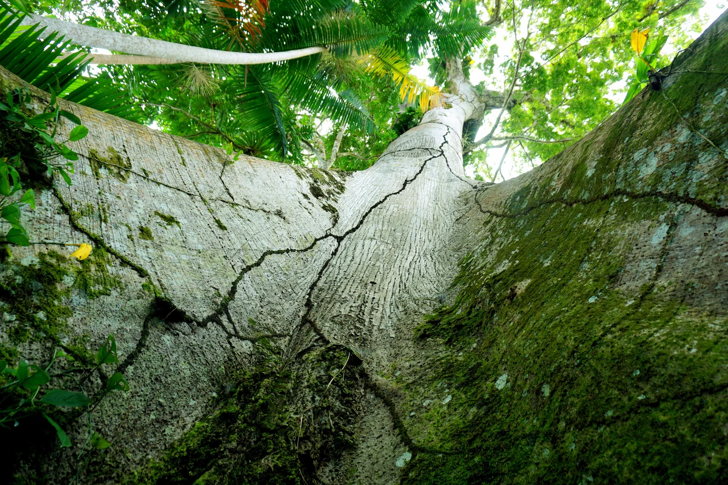 The Mother Tree of the Amazon