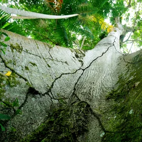 The Mother Tree of the Amazon