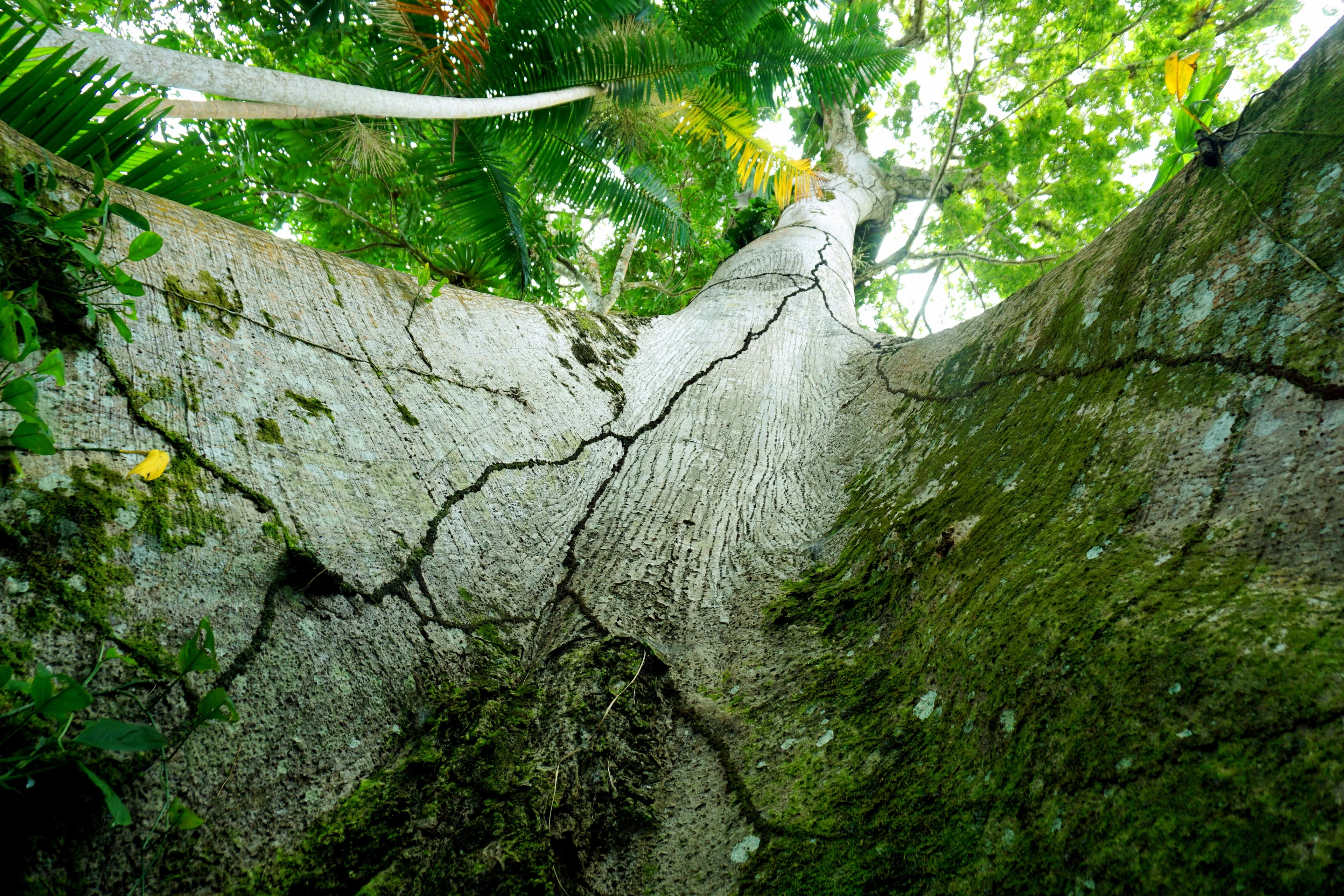 The Mother Tree of the Amazon