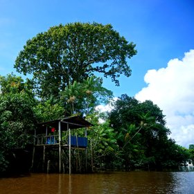 The relationship of riverside peoples with the Amazon rainforest