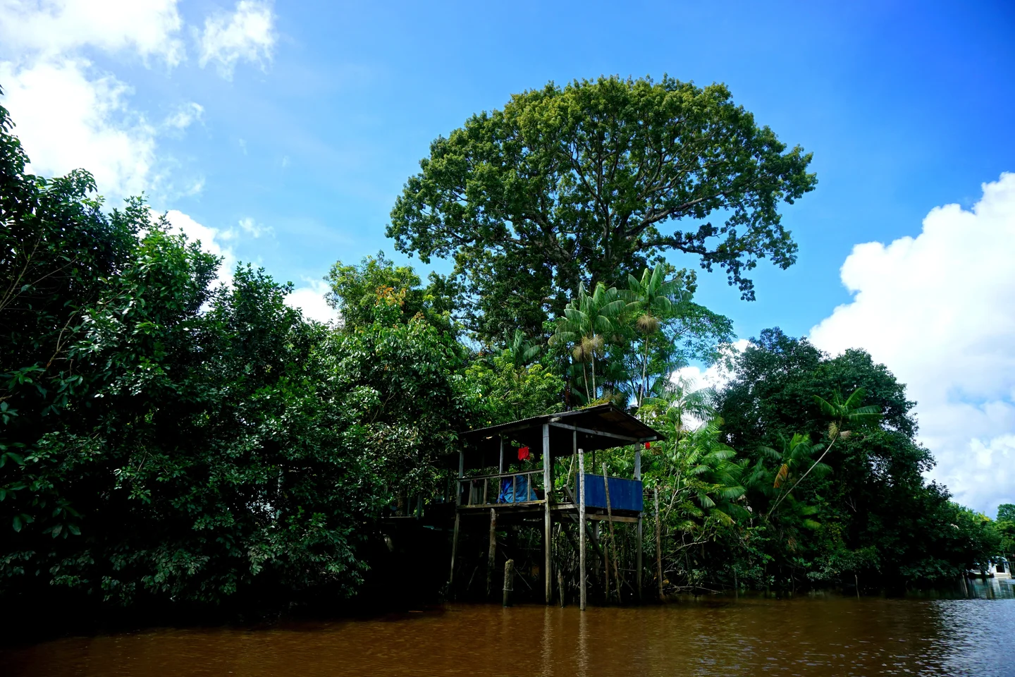The relationship of riverside peoples with the Amazon rainforest