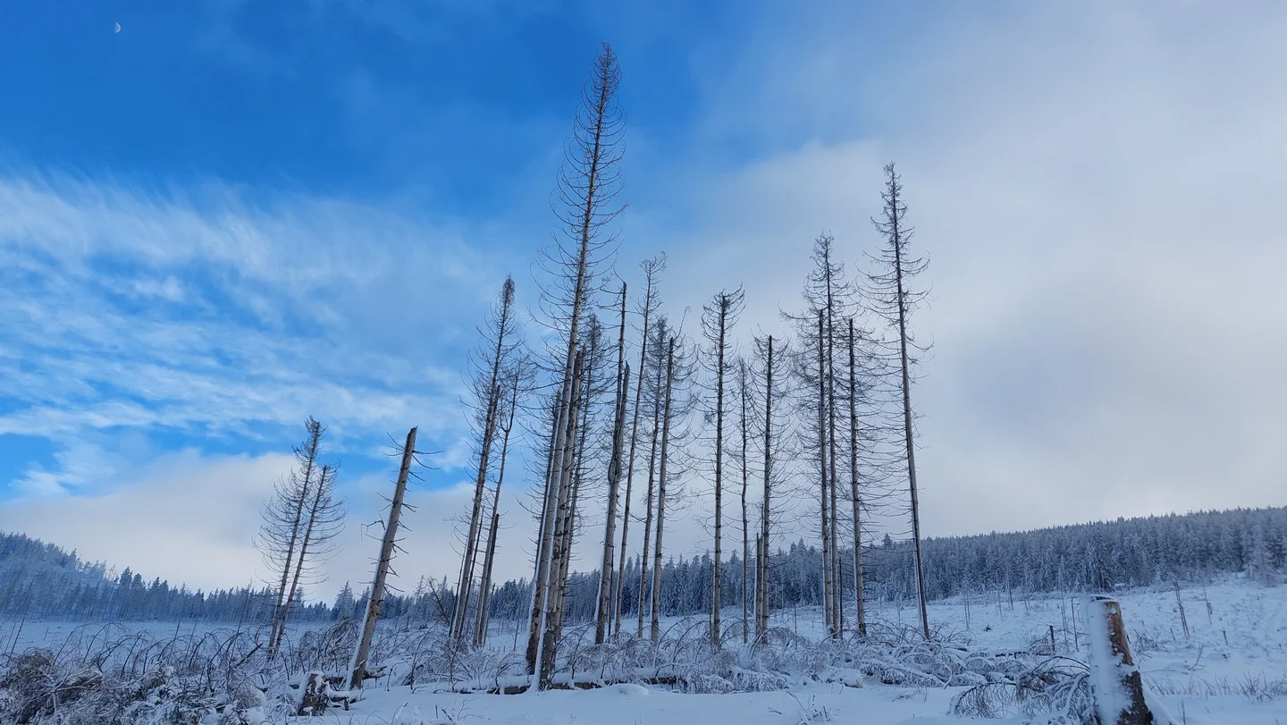 The dying forest in the Harz Mountains