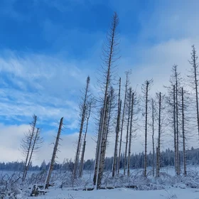 The dying forest in the Harz Mountains