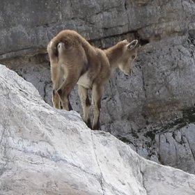 Baby alpine ibex learns mountaineering