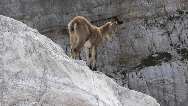 Baby alpine ibex learns mountaineering
