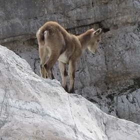 Baby alpine ibex learns mountaineering
