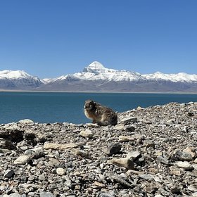 A rabbit in front of the Sacred Mountain and the Ghost Lake