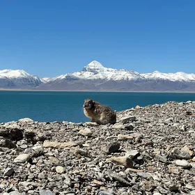 A rabbit in front of the Sacred Mountain and the Ghost Lake