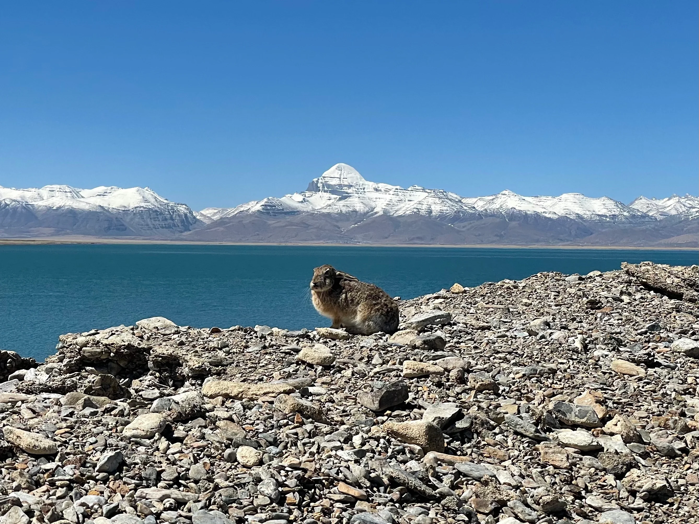 A rabbit in front of the Sacred Mountain and the Ghost Lake