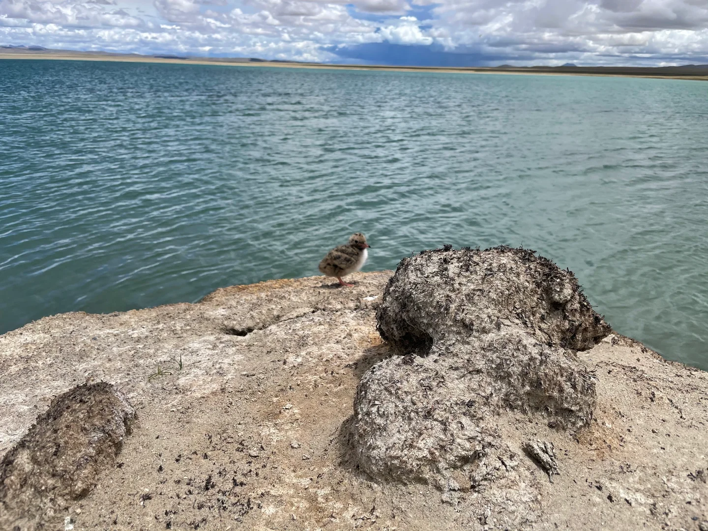 A newborn bird on an island in the lake