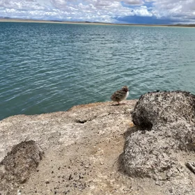 A newborn bird on an island in the lake