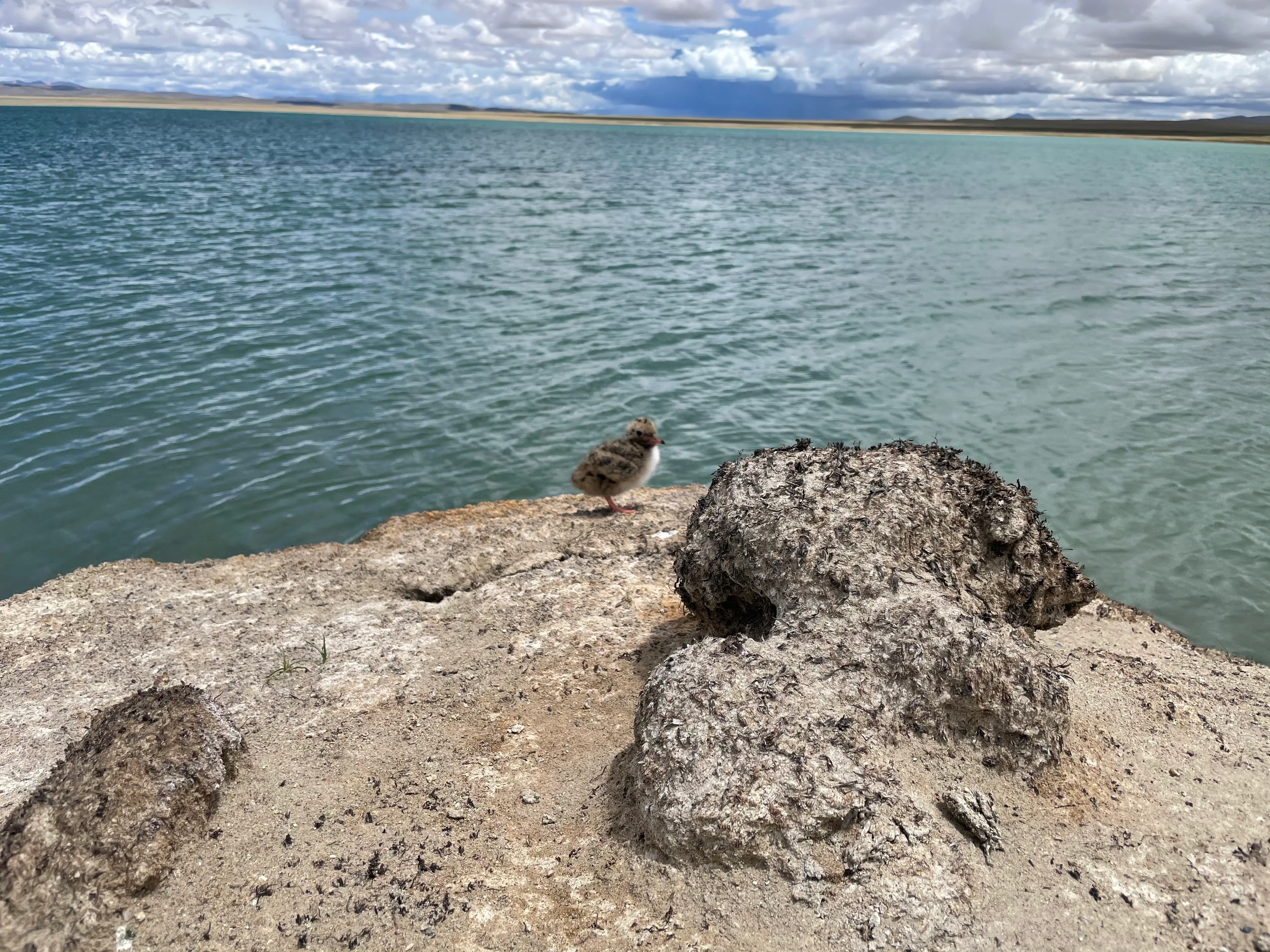 A newborn bird on an island in the lake