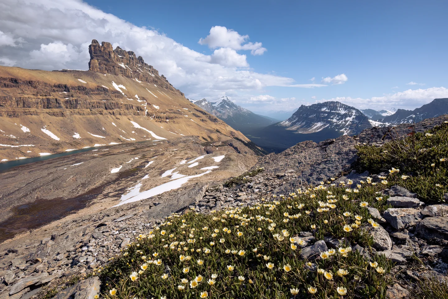 Rocks and Flowers in Banff National Park