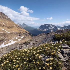 Rocks and Flowers in Banff National Park