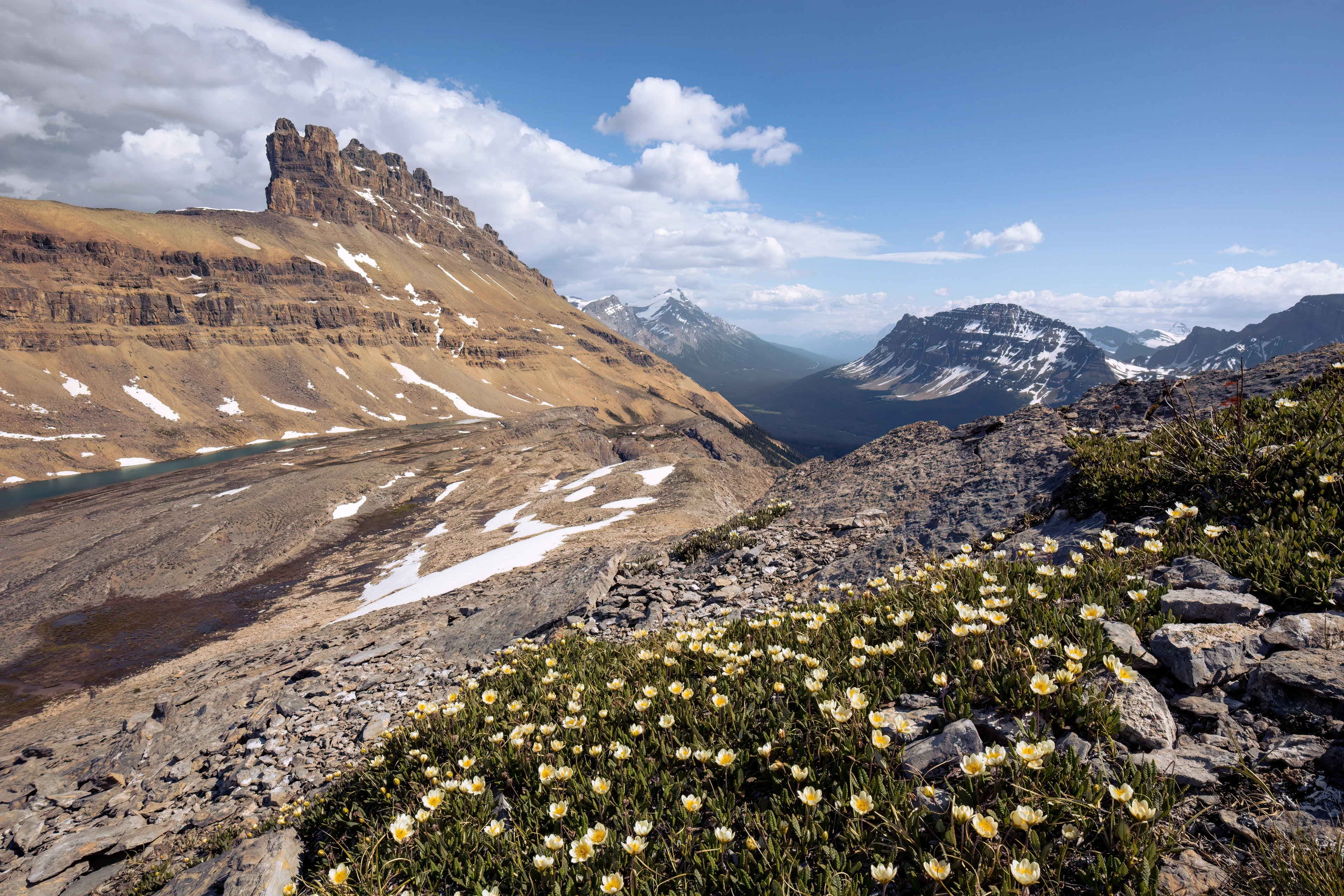 Rocks and Flowers in Banff National Park
