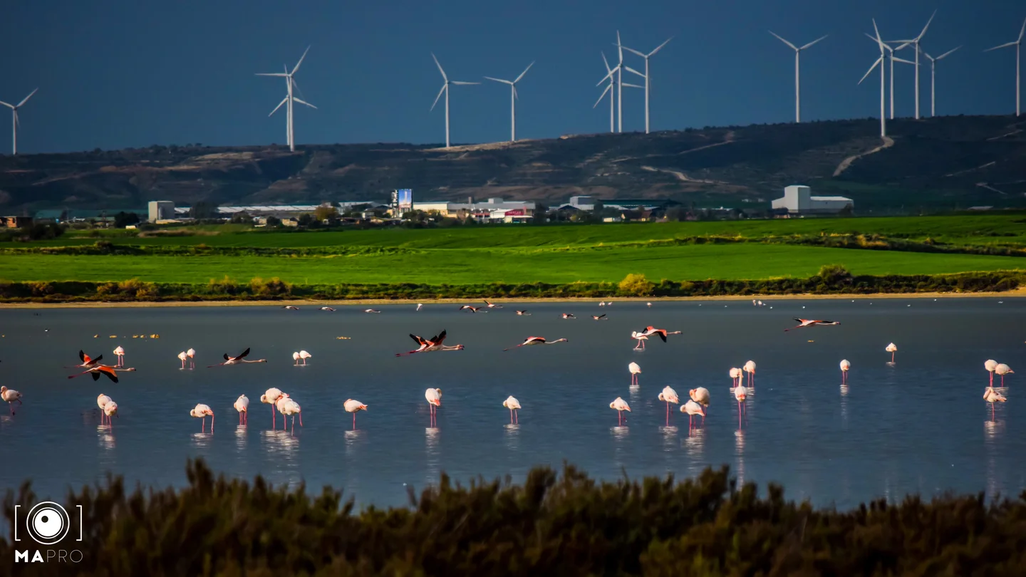 Larnaca Salt Lake in Cyprus