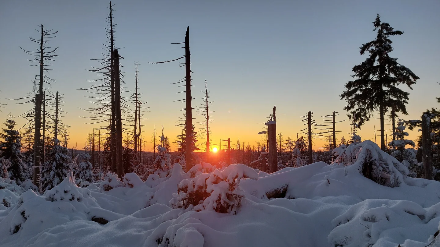 Dead trees Illuminated by sunset