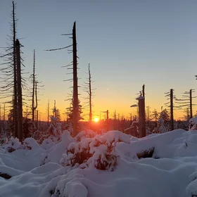 Dead trees Illuminated by sunset