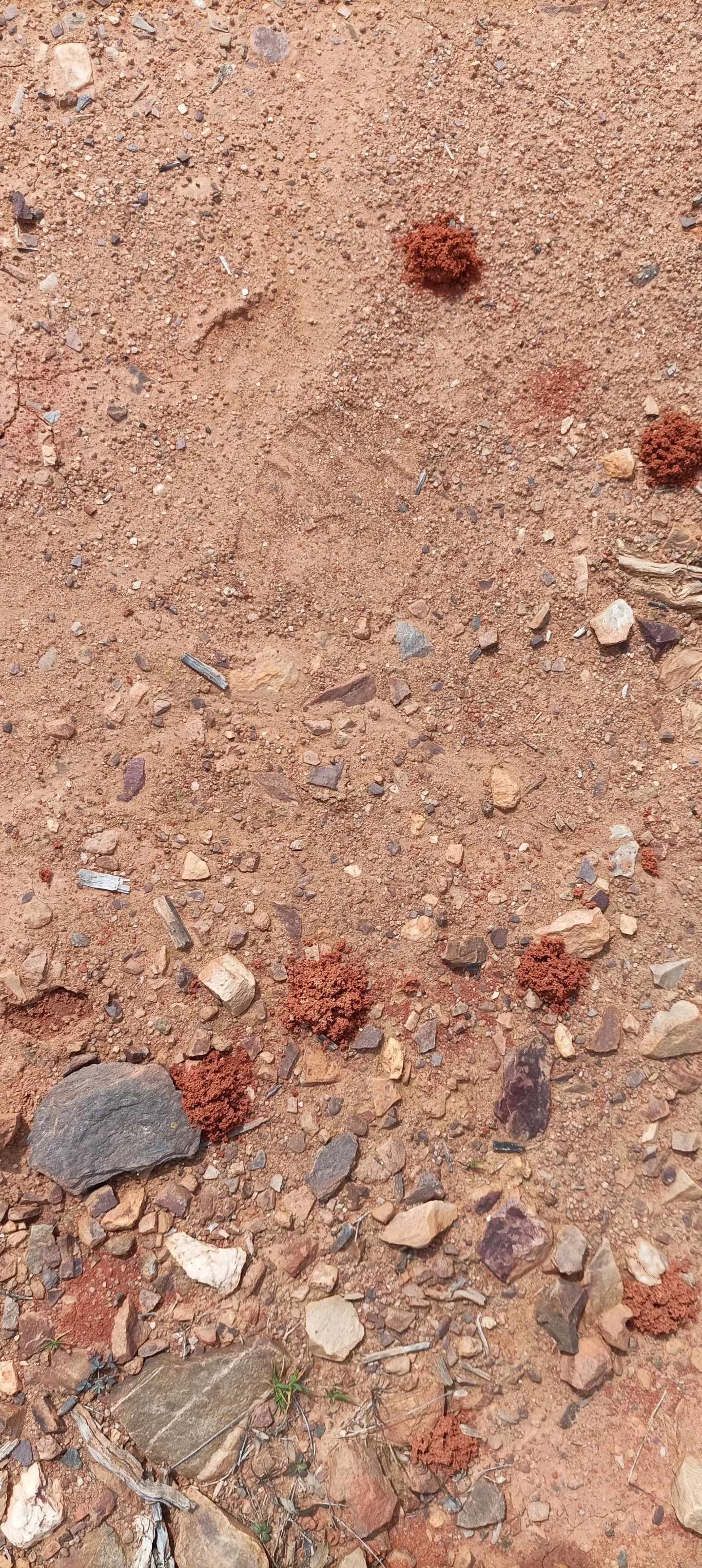 Red-on-pink anthill entrances