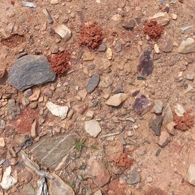 Red-on-pink anthill entrances